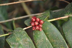 Memecylon malabaricum